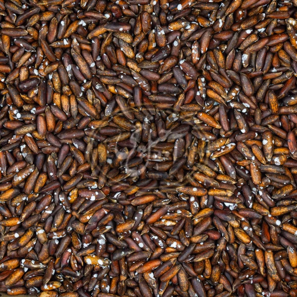 چلغوز نمکی درجه یک