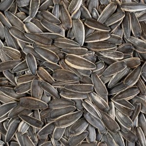 تخمه آفتابگردان دور سفید رست شده درجه یک