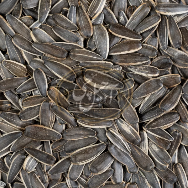 تخمه آفتابگردان دور سفید رست شده درجه یک