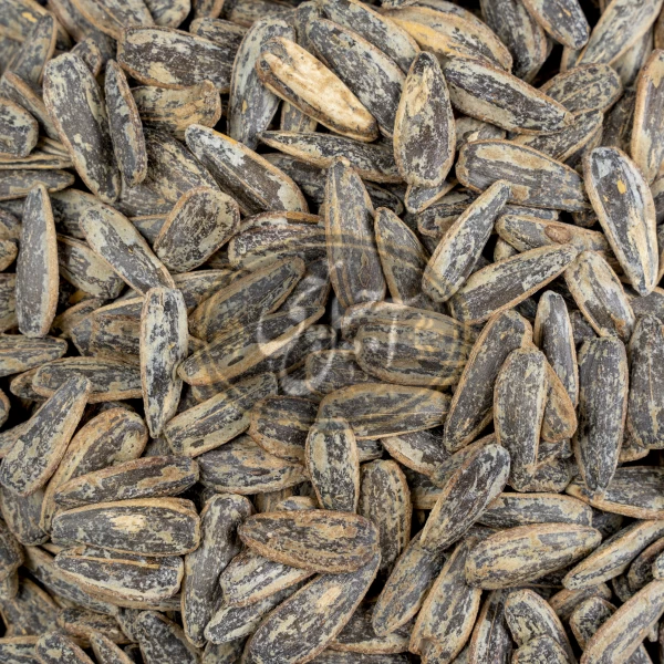 تخمه آفتابگردان دور سفید نمکی درجه یک